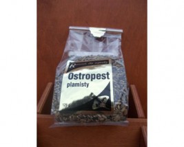 Ostropest plamisty (nasiona) - Sklep Ekologiczny MOCE NATURY Prudnik