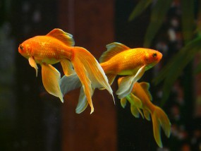Akwaria i zestawy akwariowe - Coral-Bio - Sklep zoologiczny Dąbrowa Górnicza