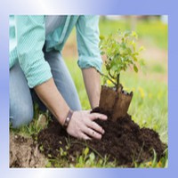 Nasadzanie roślin,drzew ,krzewów - WYMARZONY OGRÓD Konin