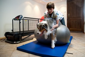 Kinezyterapia - Gabinet rehabilitacji psów i kotów Agnieszka Kauch Poznań