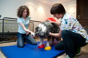 Fitness dla psów - Gabinet rehabilitacji psów i kotów Agnieszka Kauch Poznań