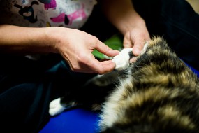 Masaż - Gabinet rehabilitacji psów i kotów Agnieszka Kauch Poznań