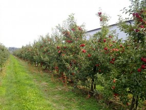 jabłka - gospodarstwo rolne Kutno