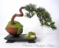 Sztuczne drzewka bonsai Dekoracje i ozdoby - Łomża Pracownia Artystyczna Dragon Maria Pietras