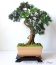 Dekoracje i ozdoby Sztuczne drzewka bonsai - Łomża Pracownia Artystyczna Dragon Maria Pietras