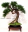 Sztuczne drzewka bonsai - Pracownia Artystyczna Dragon Maria Pietras Łomża