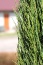 Juniperus scopulorum (jałowiec skalny) Blue Arrow Spiczyn - Gospodarstwo szkółkarskie ZW-Wójcik