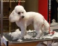 Strzyżenie psów strzyżenie psów salon dla psów psi fryzjer - Chorzów Strzyżenie Psów Salonik Bella Chorzów