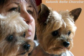 strzyżenie psów salon dla psów psi fryzjer - Strzyżenie Psów Salonik Bella Chorzów Chorzów