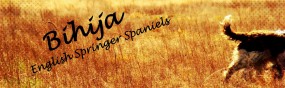 Springer Spaniel Angielski- szczenięta - Hodowla BIHIJA Wieluń