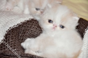 Kocięta perskie, koty rasowe - Hodowla kotów Perskich - CATMADNESS Tychy
