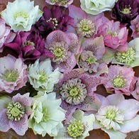 trwała roslina ogrodowa - gospodarstwo ogrodnicze florama Cyganka