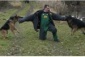 Szkolenie psów szkolenie psów porady behawioralne - Kup PHU Kodo