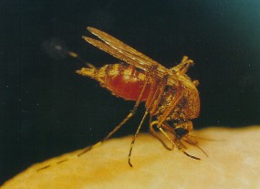 Zwalczanie komarów, odkomarzanie - Opole, Brzeg, Nysa, Niemodlin - EKOSYNERGIA Adam Kucyniak Grodków