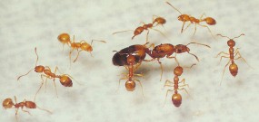 Zwalczanie mrówek faraona - Wrocłąw, Oława, Namysłów, Brzeg, Opo - EKOSYNERGIA Adam Kucyniak Grodków