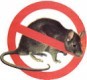 Deratyzacja - tępienie myszy, szczurów, gryzoni Strzelin, Ziębice - EKOSYNERGIA Adam Kucyniak Grodków