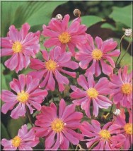 Anemony hupehensis - Zielony ogród Maria Poliwodzińska Chełmno