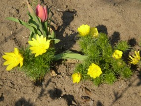 Adonis vernalis - Zielony ogród Maria Poliwodzińska Chełmno