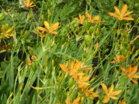 Belamphanda - Zielony ogród Maria Poliwodzińska Chełmno