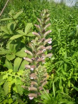 Akantus whitewater - Zielony ogród Maria Poliwodzińska Chełmno