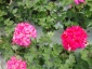 kwiaty Tomaszowice - Kwiat-pol