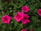 kwiaty kwiaty balkonowe rabatowe baratki chryz - Tomaszowice Kwiat-pol