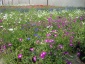 kwiaty balkonowe rabatowe baratki chryz kwiaty - Tomaszowice Kwiat-pol