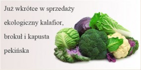 Świeże warzywa z dostawą - Kurier Warzywny Łódź