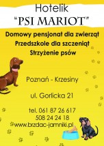 hodowla , hotel dla psów - hotel dla psów Psi Mariot, hodowla jamników Poznań