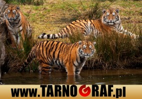 Fototapeta na wymiar - P.H.U. TARNOGRAF - Fabryka Reklamy Tarnobrzeg