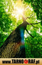 Fototapeta na wymiar - P.H.U. TARNOGRAF - Fabryka Reklamy Tarnobrzeg