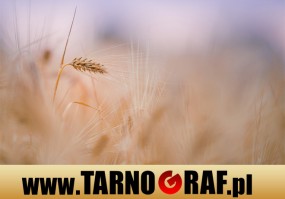 Fototapeta na wymiar - P.H.U. TARNOGRAF - Fabryka Reklamy Tarnobrzeg