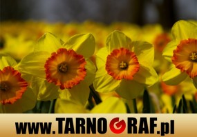 Fototapeta na wymiar - P.H.U. TARNOGRAF - Fabryka Reklamy Tarnobrzeg