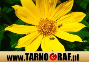 Fototapeta na wymiar - P.H.U. TARNOGRAF - Fabryka Reklamy Tarnobrzeg