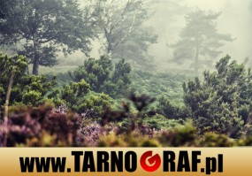 Fototapeta na wymiar - P.H.U. TARNOGRAF - Fabryka Reklamy Tarnobrzeg