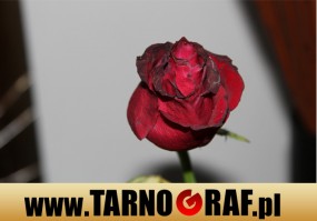 Fototapeta na wymiar - P.H.U. TARNOGRAF - Fabryka Reklamy Tarnobrzeg