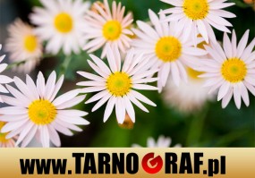 Fototapeta na wymiar - P.H.U. TARNOGRAF - Fabryka Reklamy Tarnobrzeg