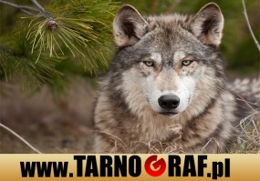 Fototapeta na wymiar - P.H.U. TARNOGRAF - Fabryka Reklamy Tarnobrzeg