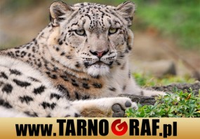 Fototapeta na wymiar - P.H.U. TARNOGRAF - Fabryka Reklamy Tarnobrzeg