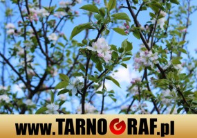 Fototapeta na wymiar - P.H.U. TARNOGRAF - Fabryka Reklamy Tarnobrzeg