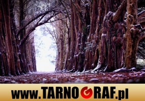 Fototapeta na wymiar - P.H.U. TARNOGRAF - Fabryka Reklamy Tarnobrzeg