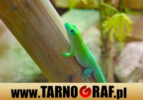 Fototapeta na wymiar - P.H.U. TARNOGRAF - Fabryka Reklamy Tarnobrzeg