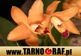 Fototapeta na wymiar - P.H.U. TARNOGRAF - Fabryka Reklamy Tarnobrzeg