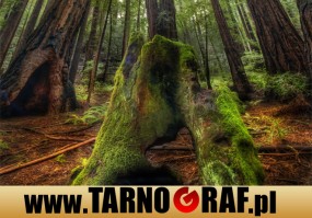 Fototapeta na wymiar - P.H.U. TARNOGRAF - Fabryka Reklamy Tarnobrzeg