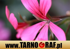 Fototapeta na wymiar - P.H.U. TARNOGRAF - Fabryka Reklamy Tarnobrzeg