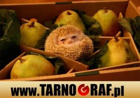 Fototapeta na wymiar - P.H.U. TARNOGRAF - Fabryka Reklamy Tarnobrzeg