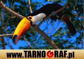 Fototapeta na wymiar - P.H.U. TARNOGRAF - Fabryka Reklamy Tarnobrzeg