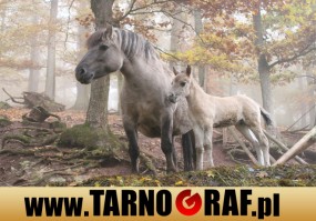 Fototapeta na wymiar - P.H.U. TARNOGRAF - Fabryka Reklamy Tarnobrzeg