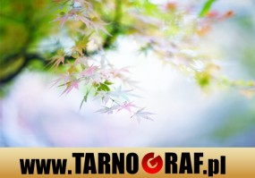 Fototapeta na wymiar - P.H.U. TARNOGRAF - Fabryka Reklamy Tarnobrzeg