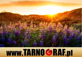 Fototapeta na wymiar - P.H.U. TARNOGRAF - Fabryka Reklamy Tarnobrzeg